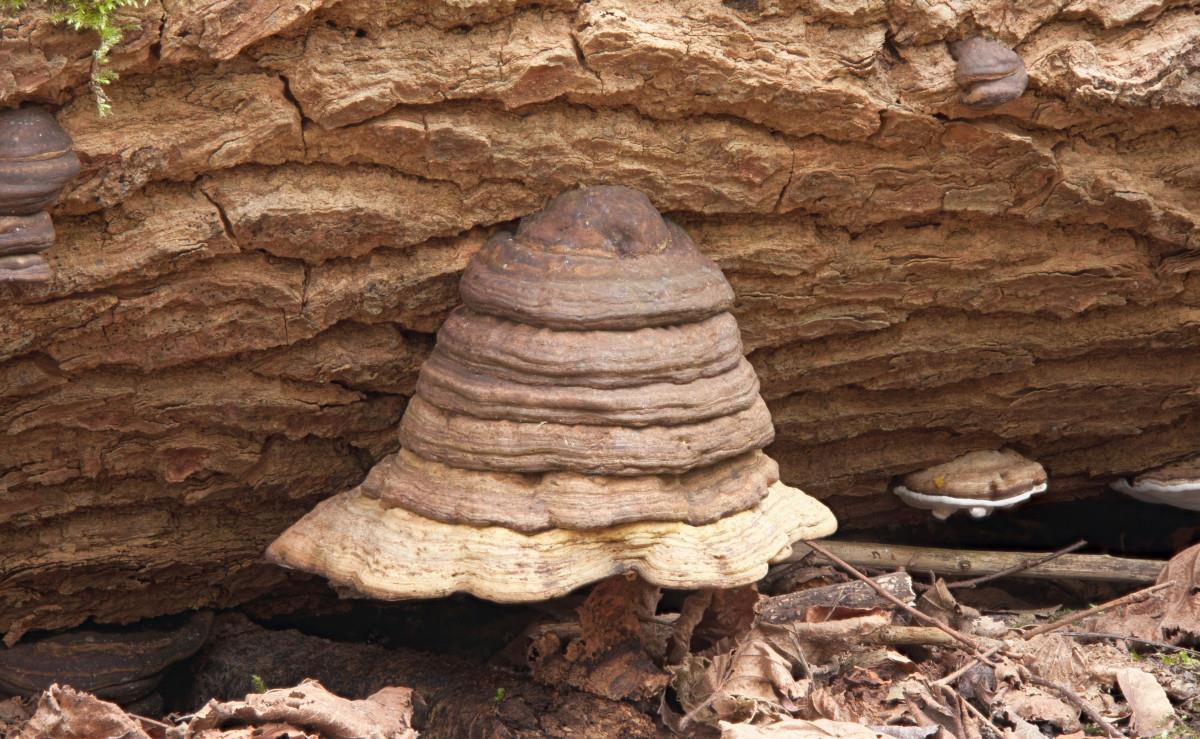 Ganoderma lipsiense (door Aldert Gutter)