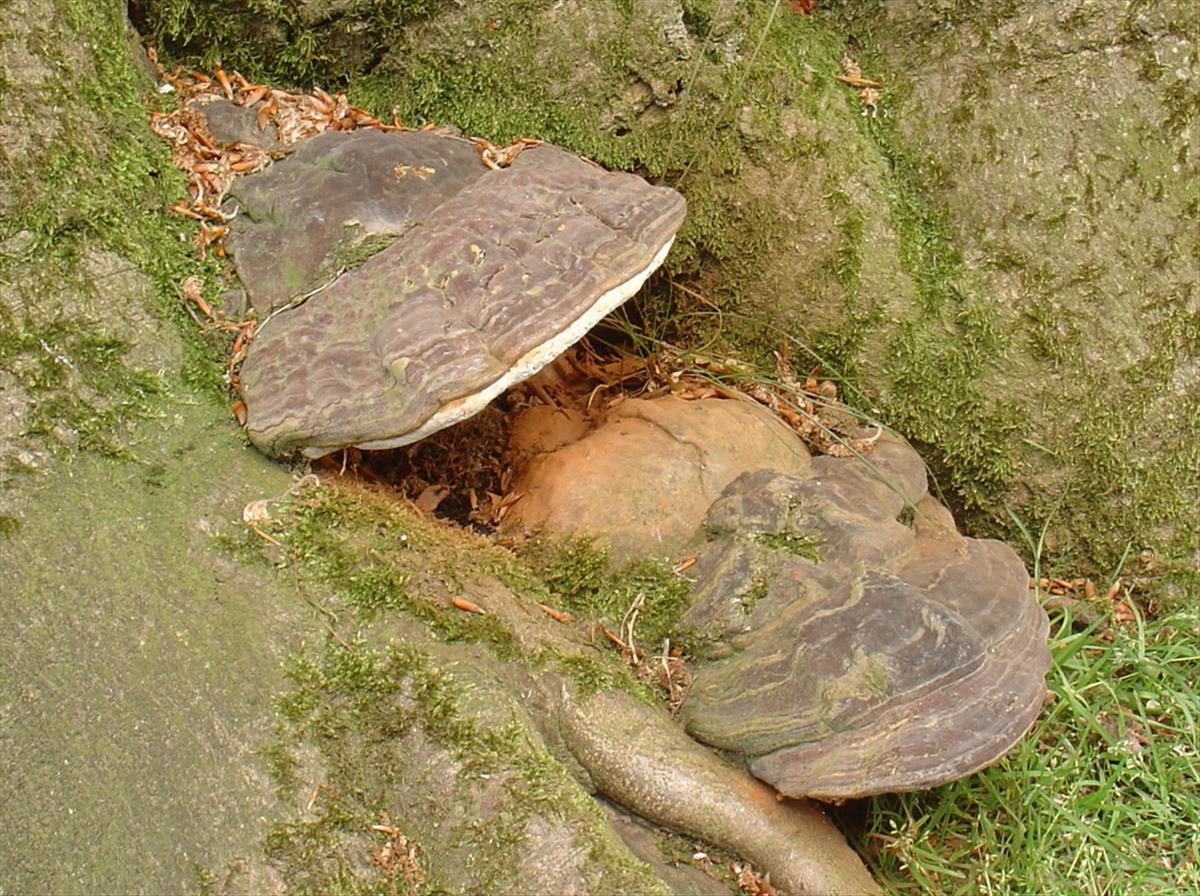 Ganoderma cupreolaccatum (door Eduard Osieck)