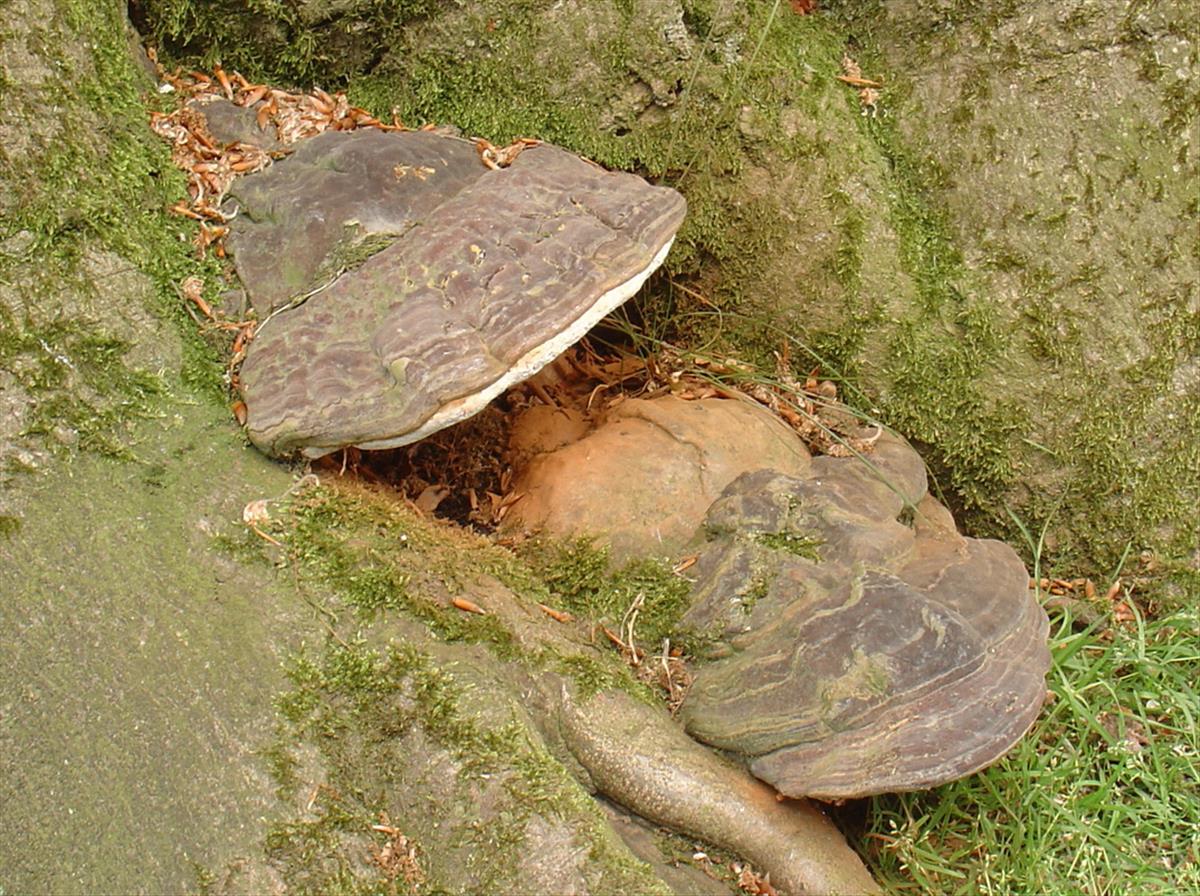 Ganoderma cupreolaccatum (door Eduard Osieck)