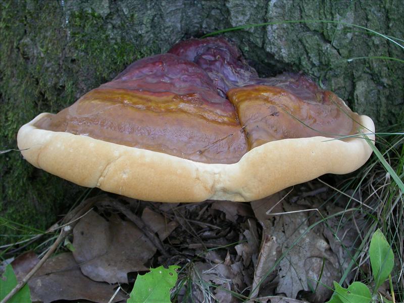 Ganoderma resinaceum (door Laurens van Run)