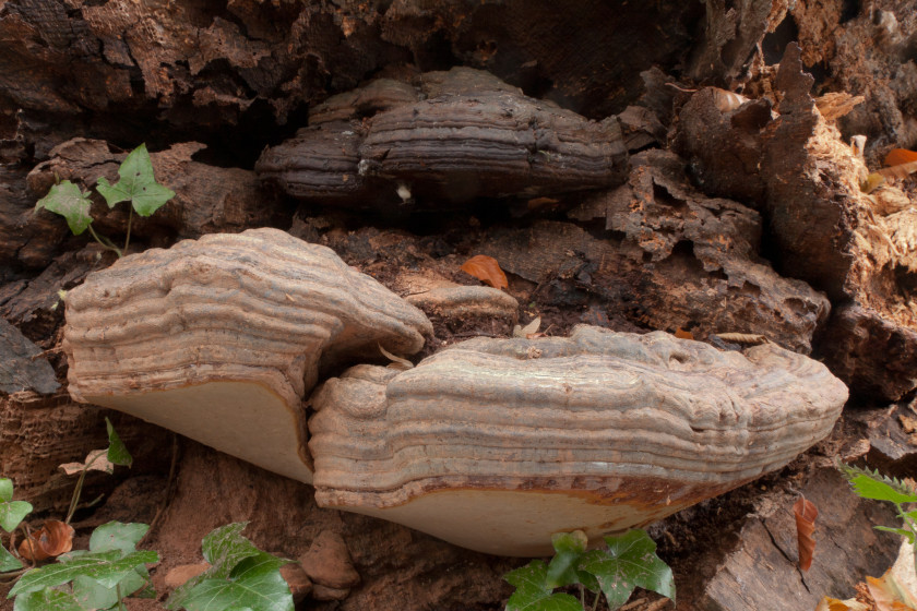 Ganoderma cupreolaccatum (door Aldert Gutter)