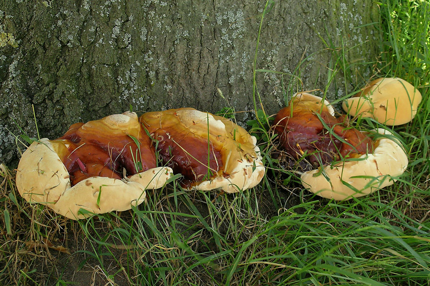 Ganoderma resinaceum (door Henk Huijser)