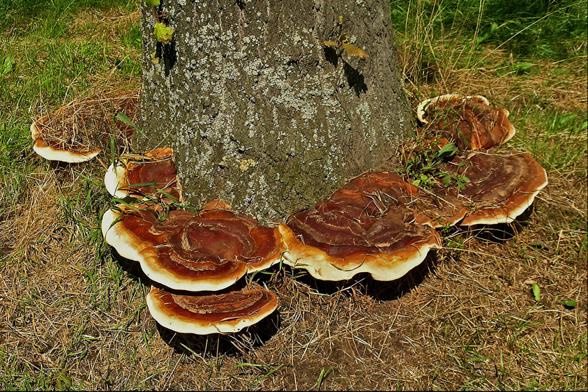 Ganoderma resinaceum (door Henk Huijser)