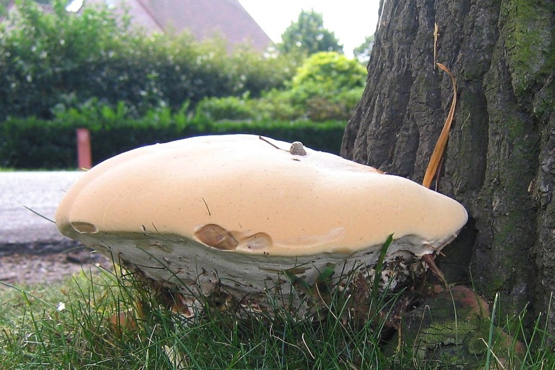 Ganoderma resinaceum (door Lucien Noens)