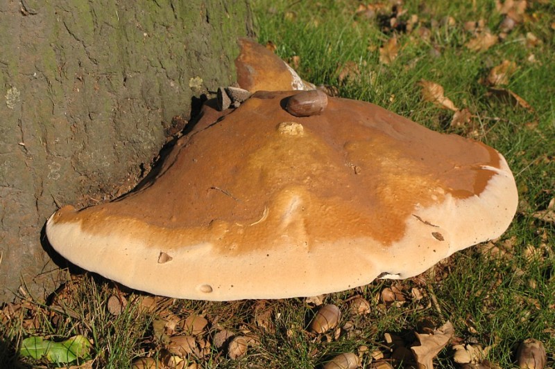 Ganoderma resinaceum (door Lucien Noens)