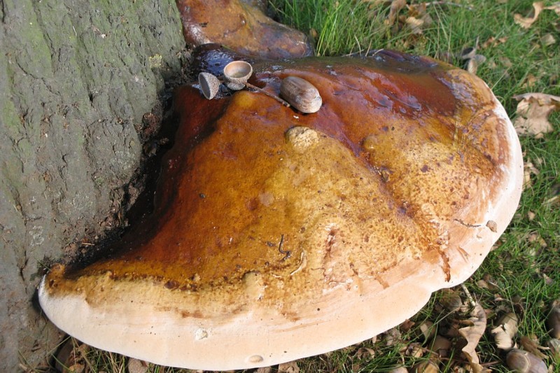 Ganoderma resinaceum (door Lucien Noens)