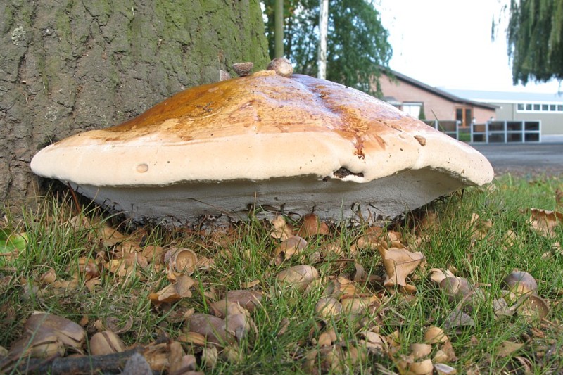 Ganoderma resinaceum (door Lucien Noens)