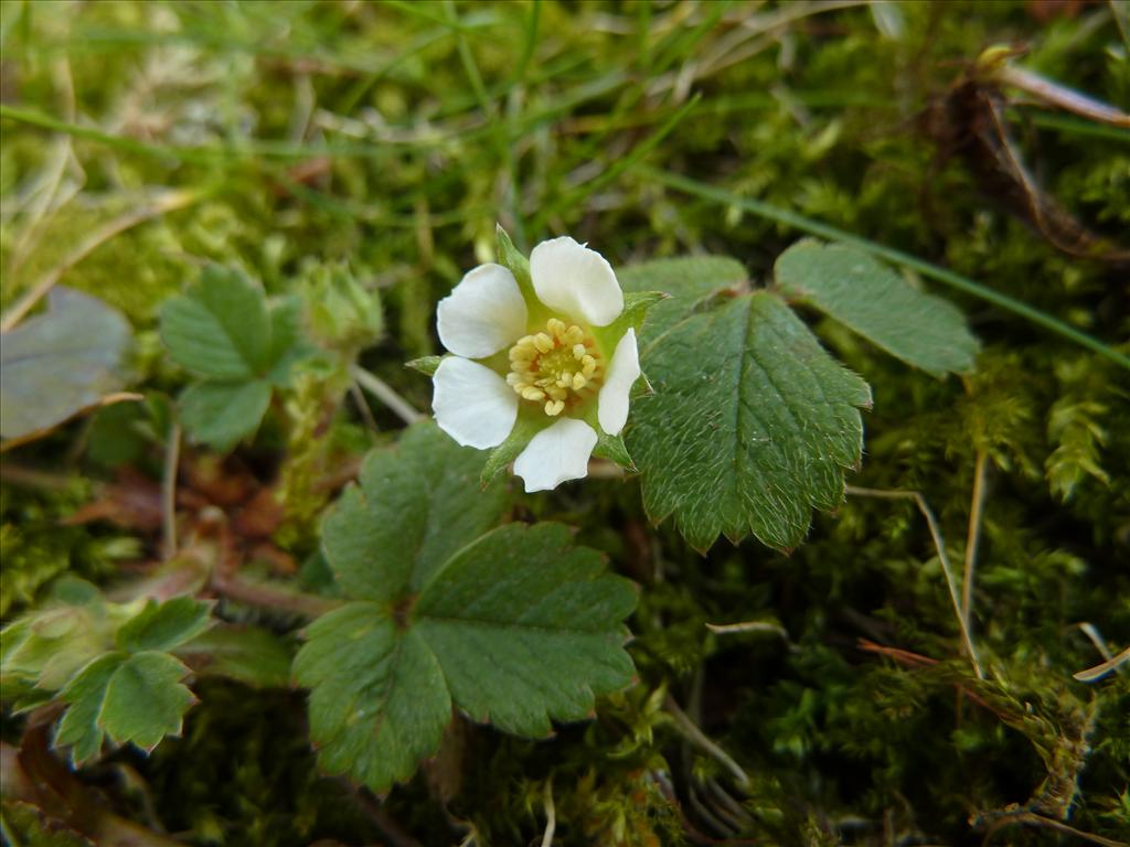 Potentilla sterilis (door Marian Baars)