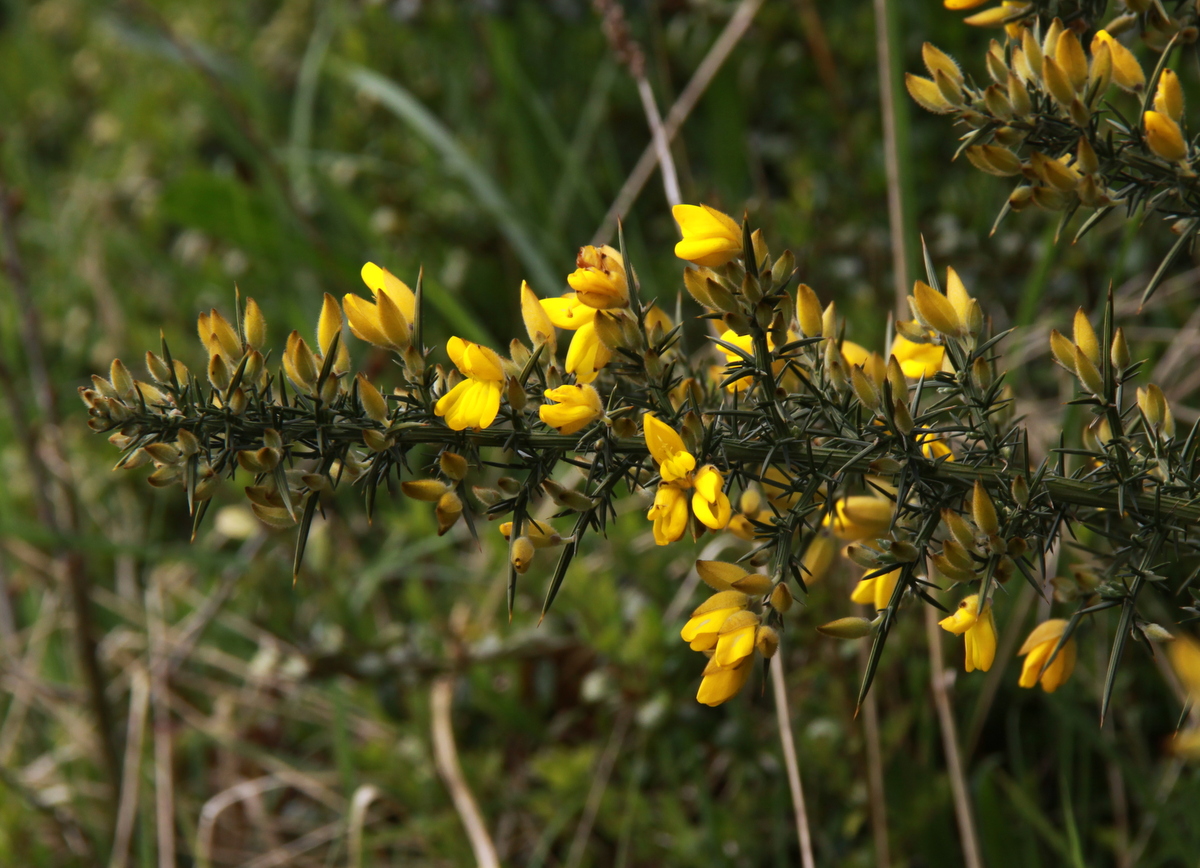 Ulex europaeus (door Peter Meininger)