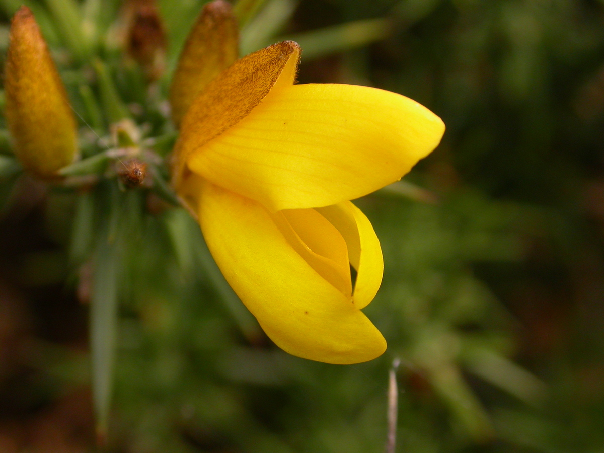 Ulex europaeus (door Peter Meininger)