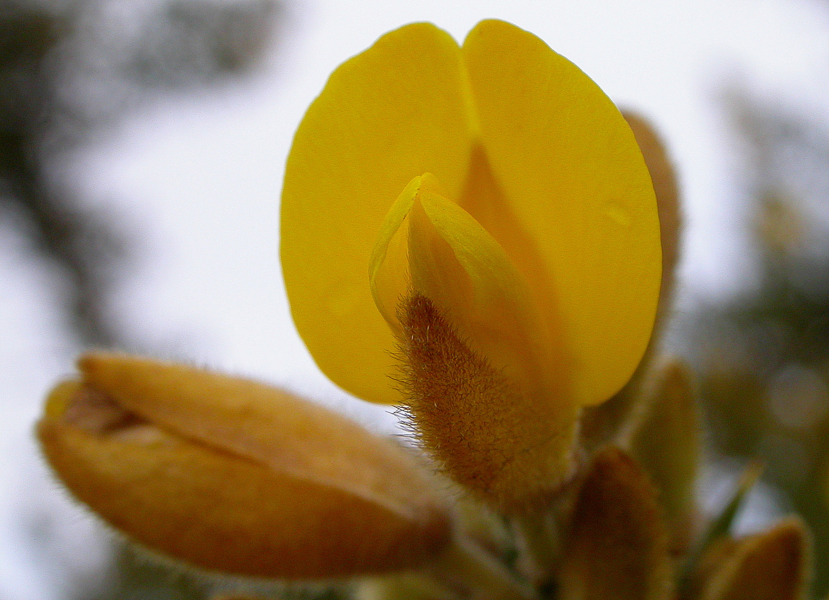 Ulex europaeus (door Peter Meininger)