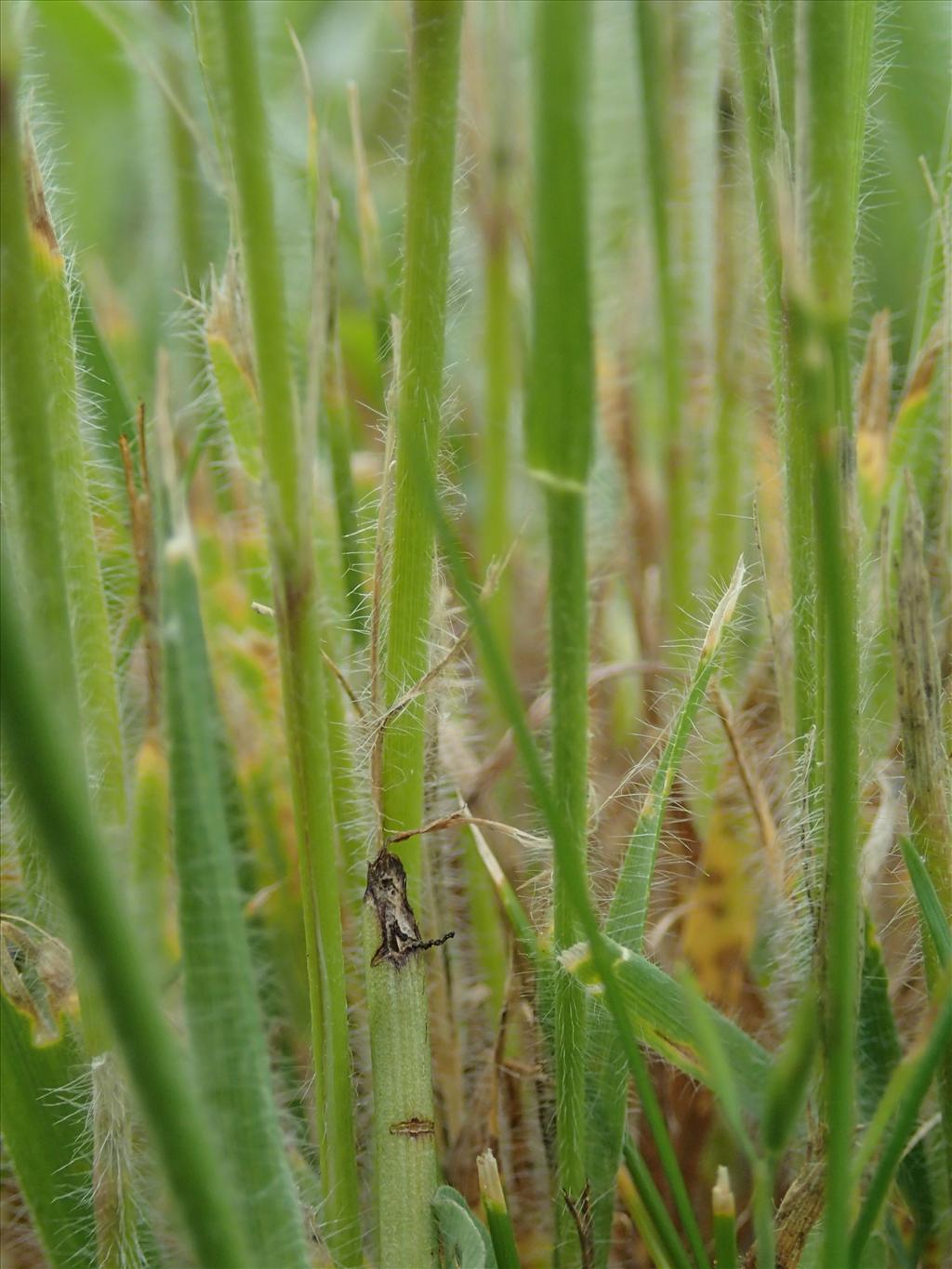 Gaudinia fragilis (door Adrie van Heerden)