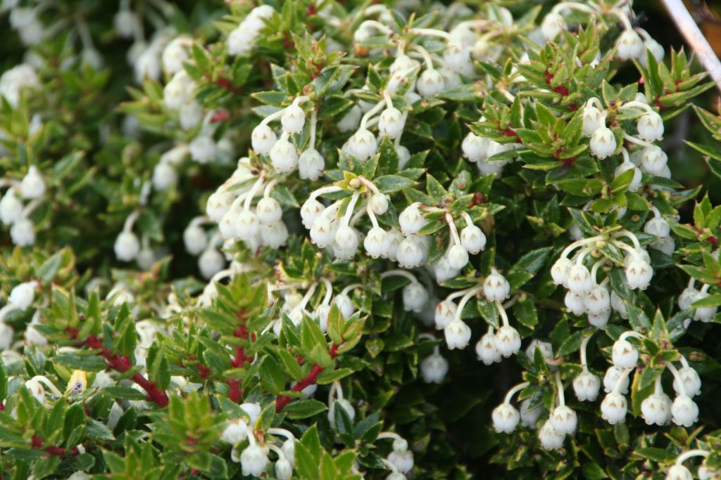 Gaultheria mucronata (door Pieter Stolwijk)