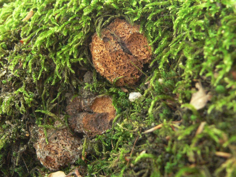 Gautieria morchelliformis (door Henri Jansen)