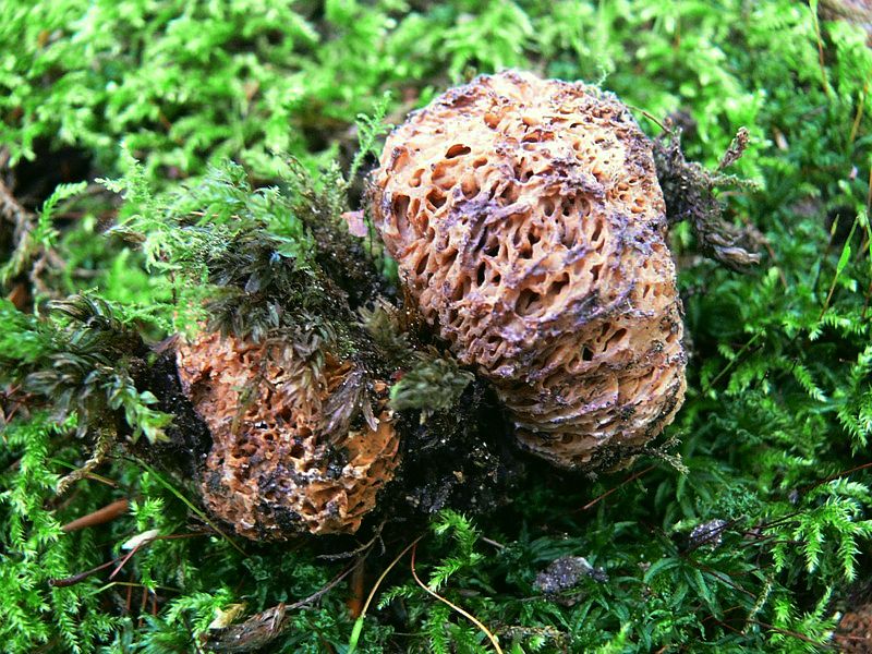 Gautieria morchelliformis (door Henri Jansen)