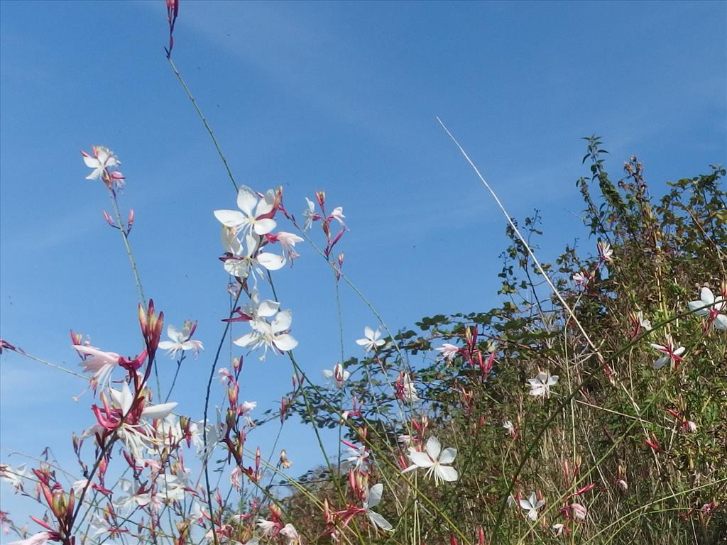 Oenothera lindheimeri (door Aad van Diemen)