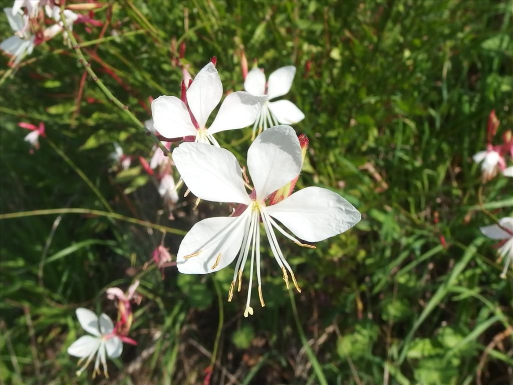 Oenothera lindheimeri (door Aad van Diemen)