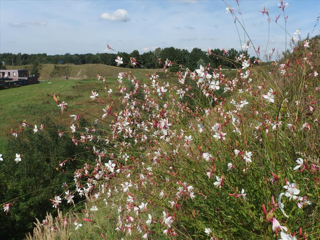 Oenothera lindheimeri (door Aad van Diemen)