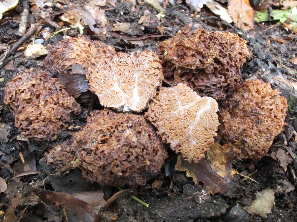 Gautieria morchelliformis (door Hermien Wassink)