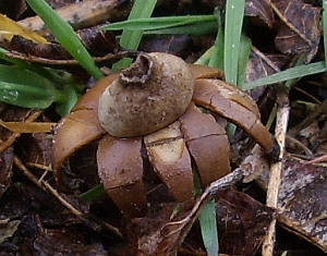 Geastrum floriforme (door Alina Billekens-Starzynska)