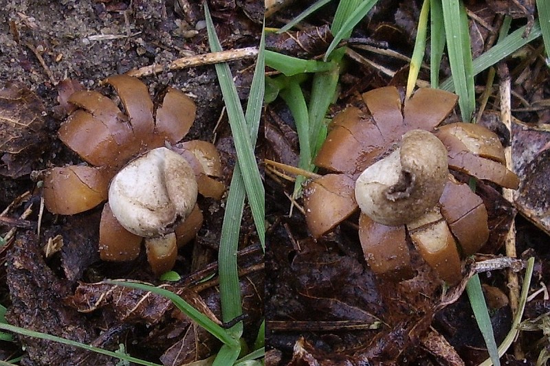 Geastrum floriforme (door Alina Billekens-Starzynska)