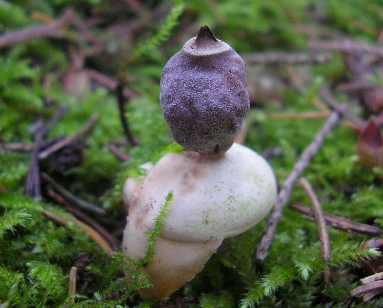 Geastrum quadrifidum (door Aldert Gutter)