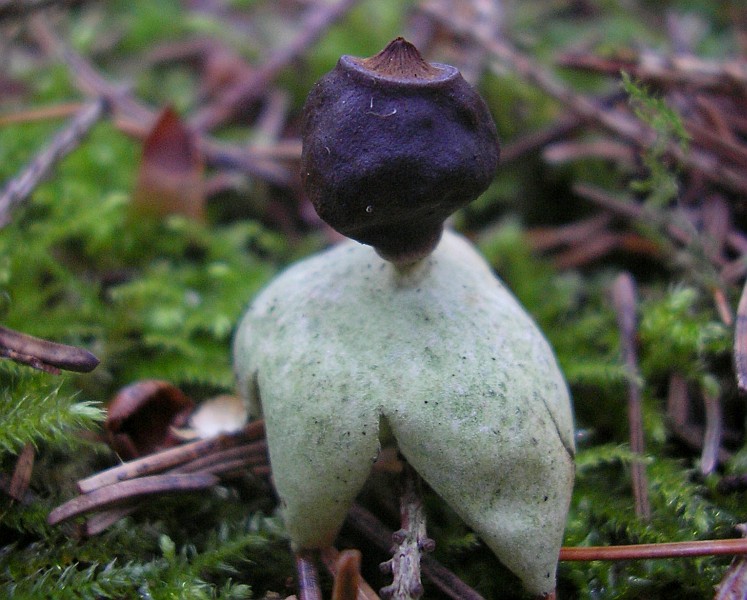 Geastrum quadrifidum (door Aldert Gutter)