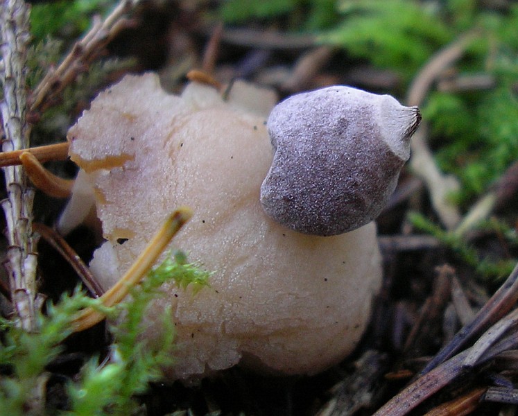 Geastrum quadrifidum (door Aldert Gutter)