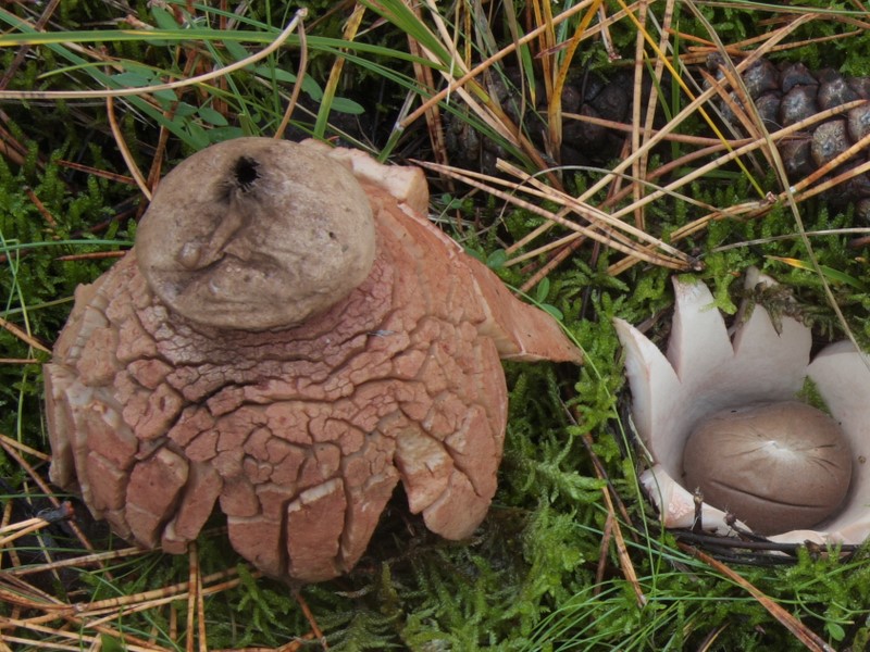 Geastrum rufescens (door Aldert Gutter)