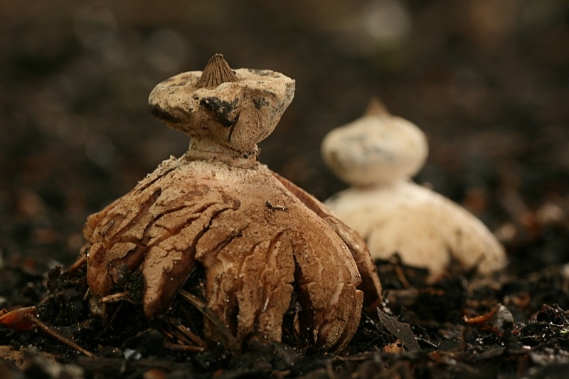 Geastrum striatum (door Cees Klomp)