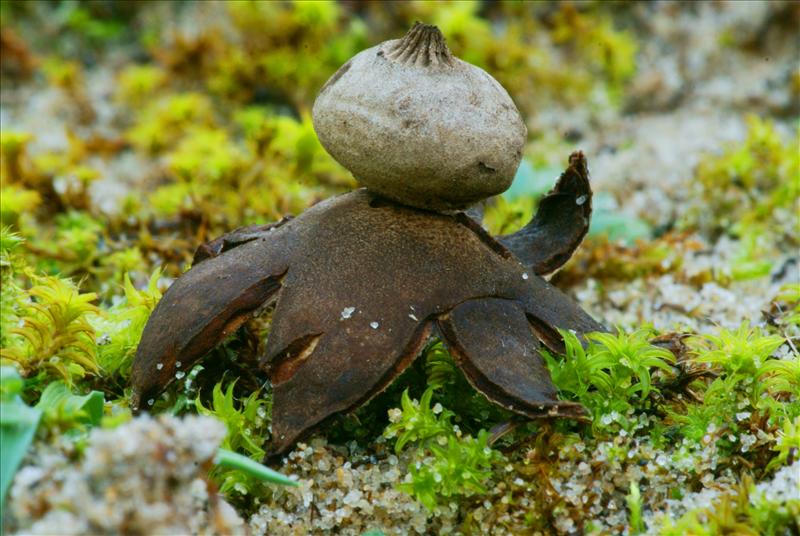 Geastrum campestre (door Henk Remijn)