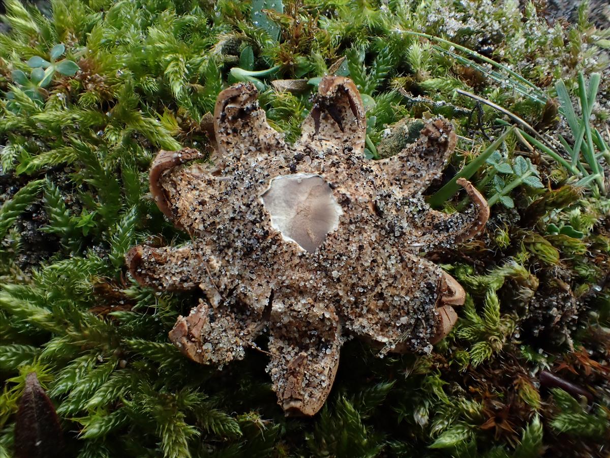 Geastrum corollinum (door Leo Jalink)