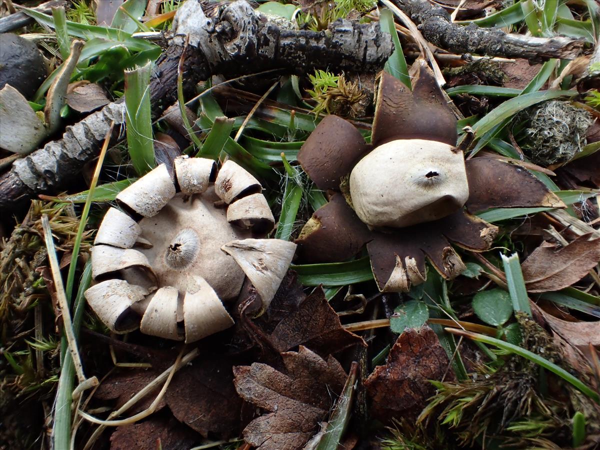 Geastrum corollinum (door Leo Jalink)