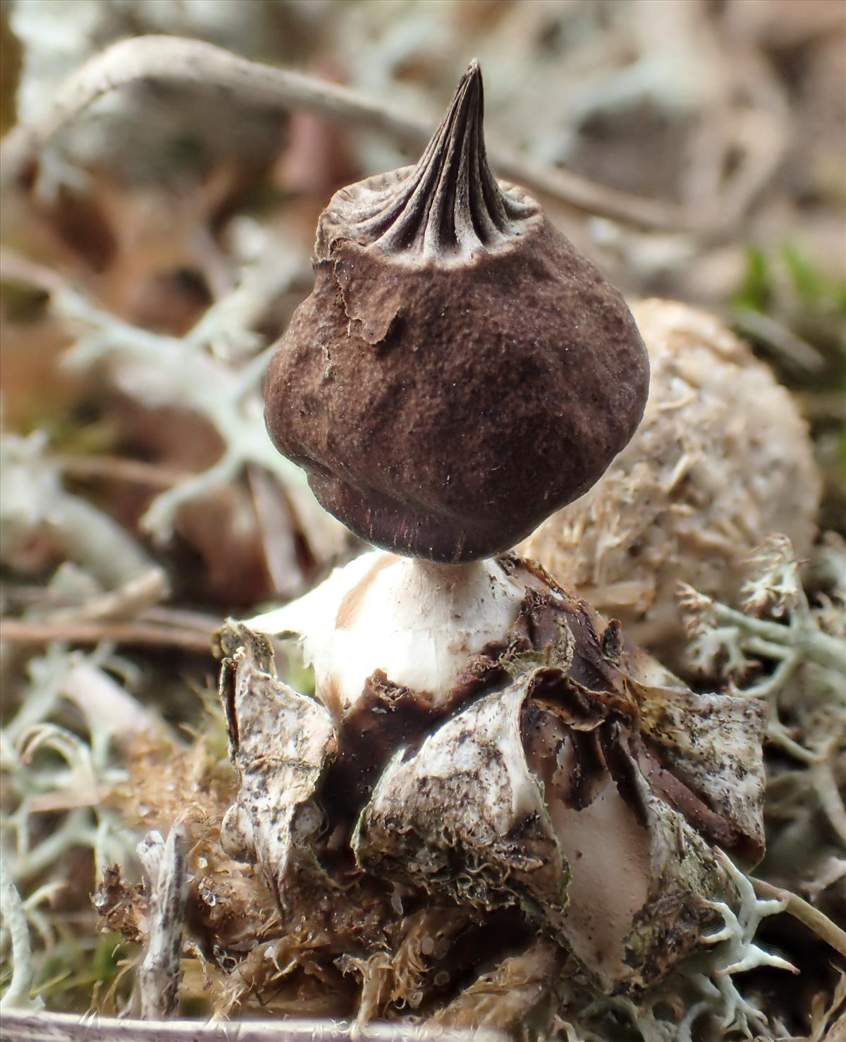 Geastrum schmiedelii (door Leo Jalink)