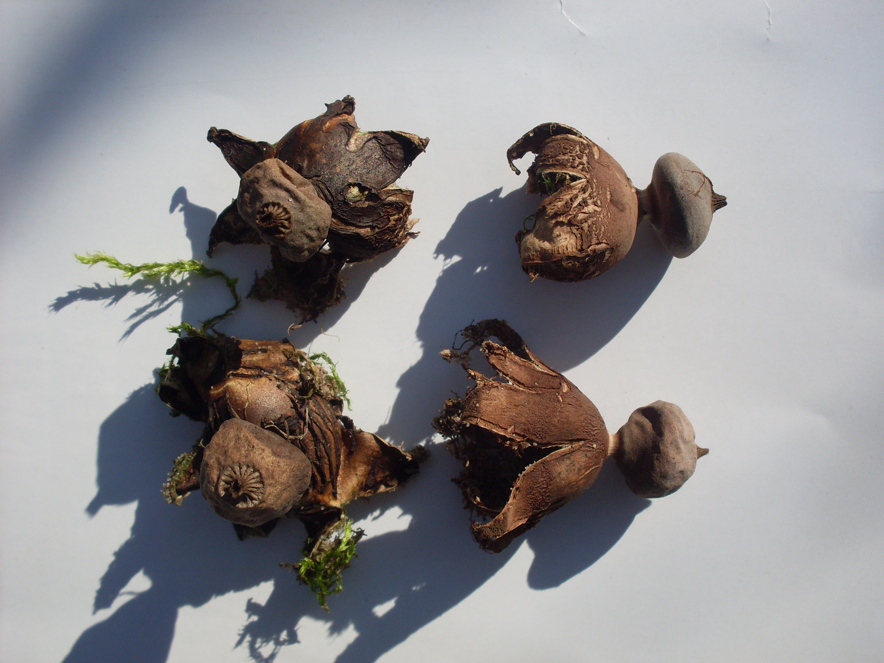 Geastrum schmiedelii (door Dick Kerkhof)