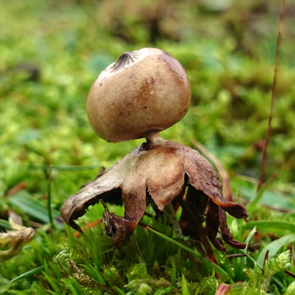 Geastrum schmiedelii (door Michel Beeckman)