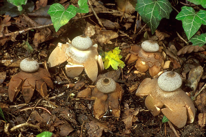 Geastrum berkeleyi (door Henk Huijser)