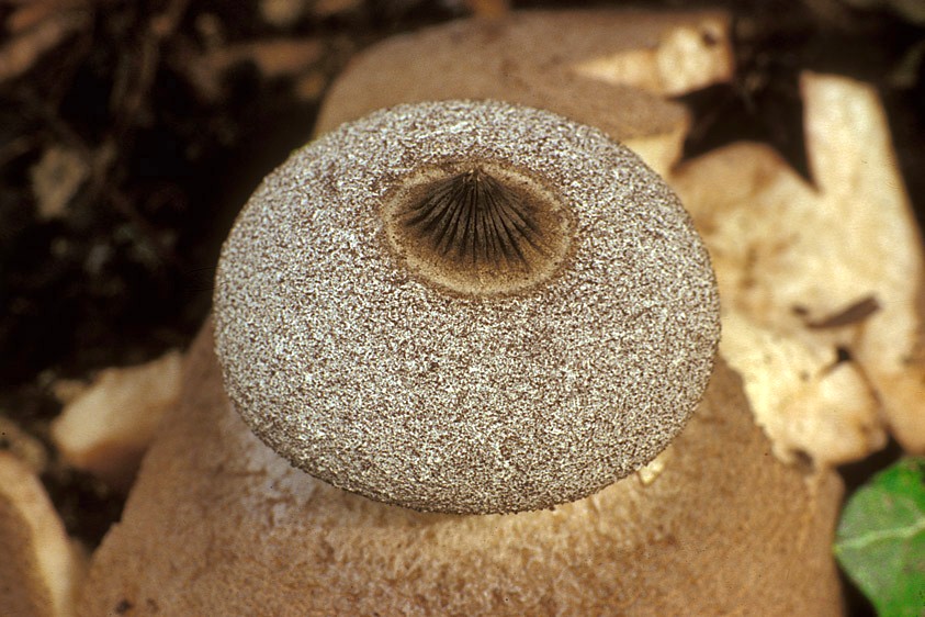 Geastrum berkeleyi (door Henk Huijser)