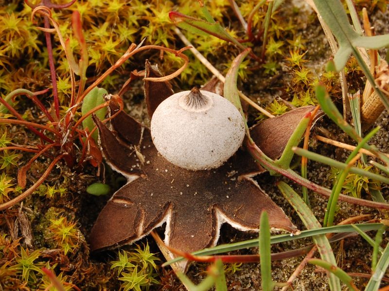 Geastrum campestre (door Kees Roobeek)