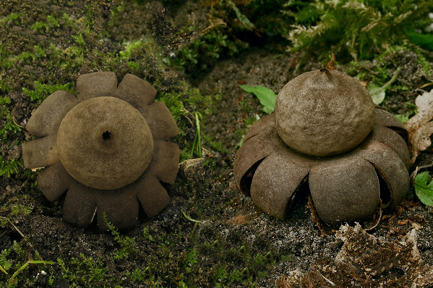 Geastrum corollinum (door Henk Huijser)