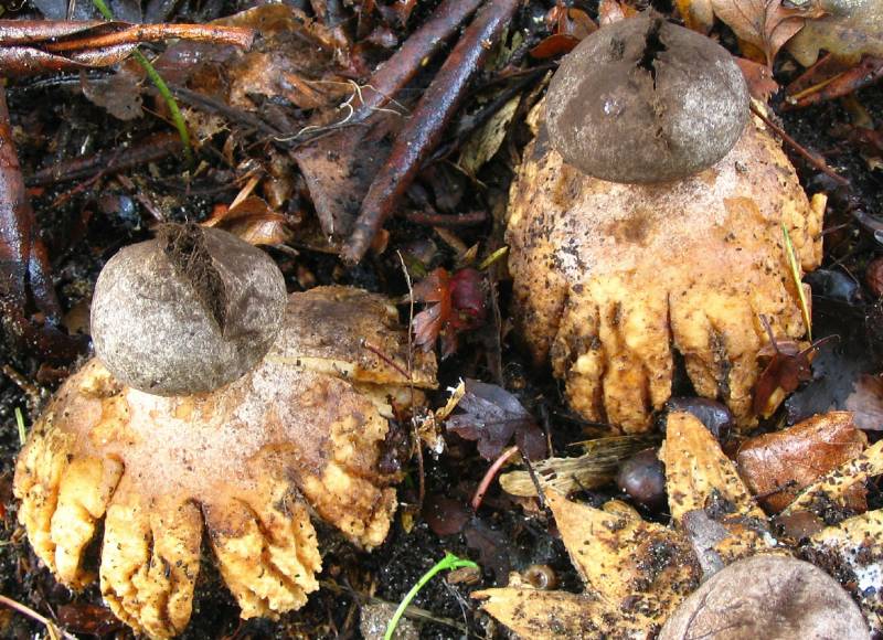 Geastrum coronatum (door Martijn Oud)