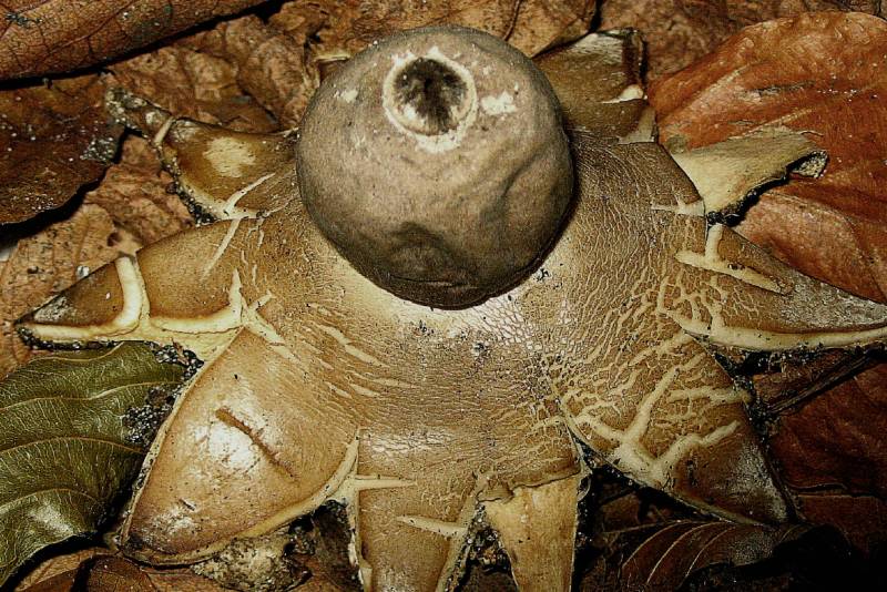 Geastrum coronatum (door Martijn Oud)