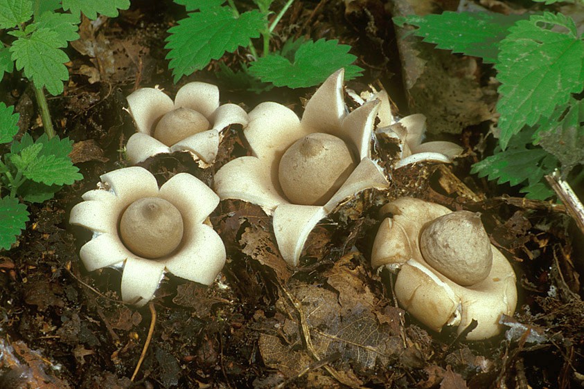 Geastrum fimbriatum (door Henk Huijser)