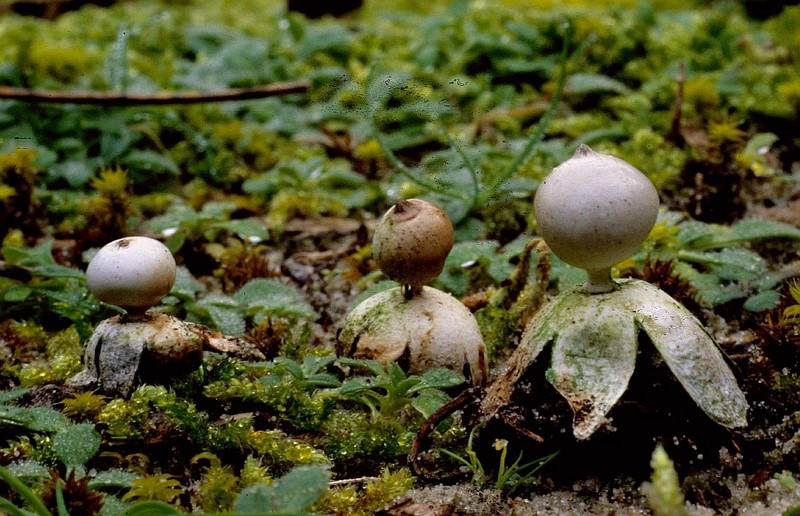 Geastrum minimum (door Mirjam Veerkamp)