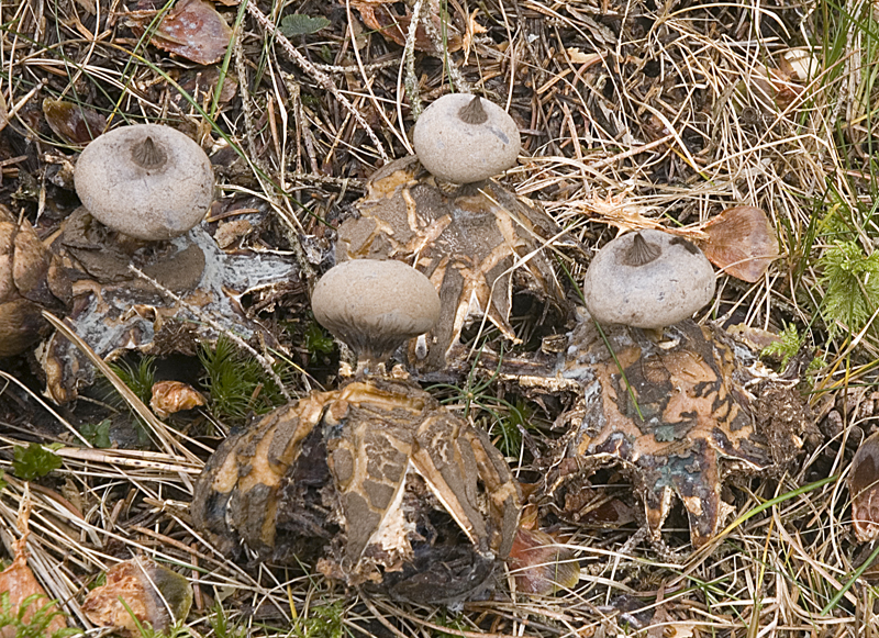 Geastrum pectinatum (door Nico Dam)