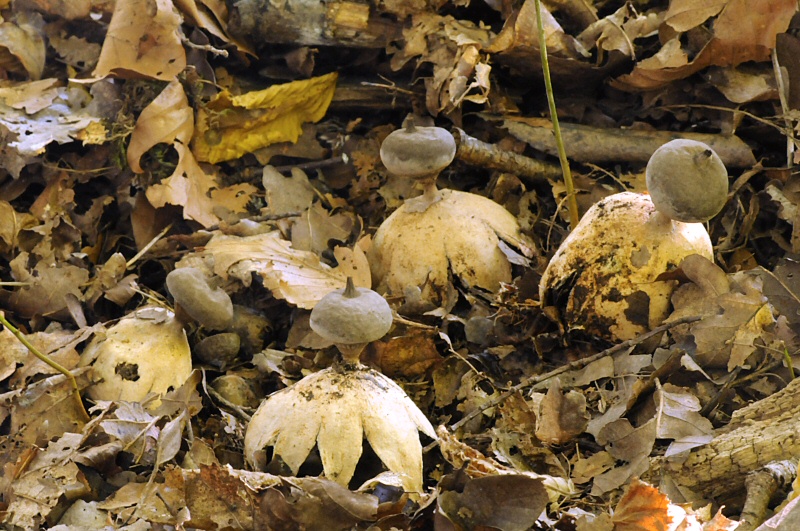 Geastrum pectinatum (door Wouter Heijkamp)