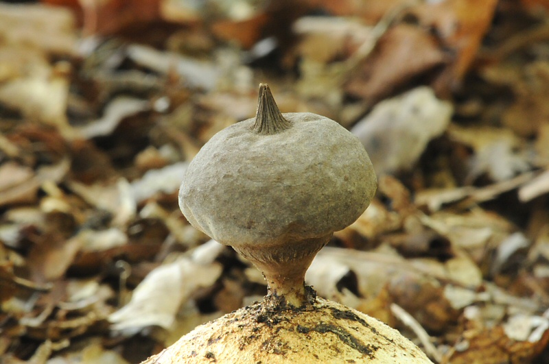 Geastrum pectinatum (door Wouter Heijkamp)