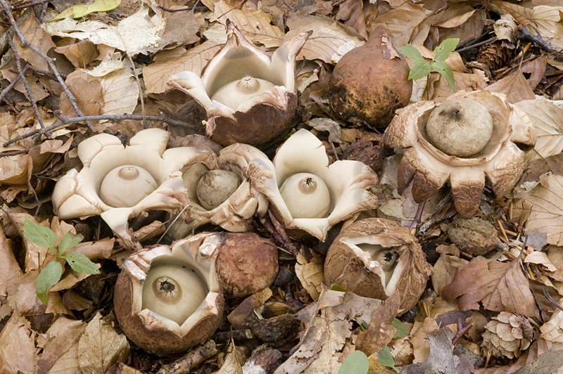 Geastrum triplex (door Nico Dam)