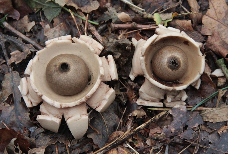 Geastrum triplex (door Aldert Gutter)