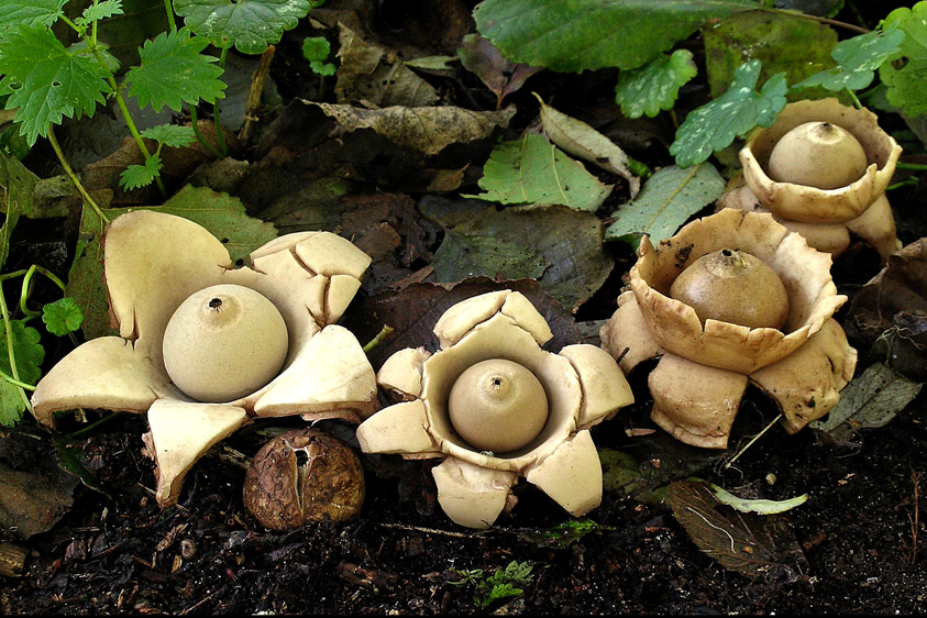 Geastrum triplex (door Henk Huijser)